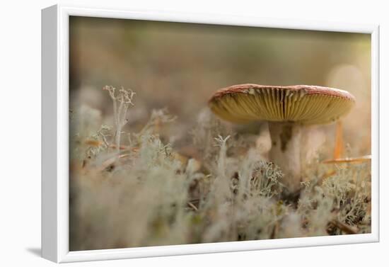 Close-up of mushroom, lichen on a foreground-Paivi Vikstrom-Framed Photographic Print