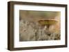 Close-up of mushroom, lichen on a foreground-Paivi Vikstrom-Framed Photographic Print