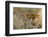 Close-up of mushroom, lichen on a foreground-Paivi Vikstrom-Framed Photographic Print
