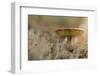 Close-up of mushroom, lichen on a foreground-Paivi Vikstrom-Framed Photographic Print