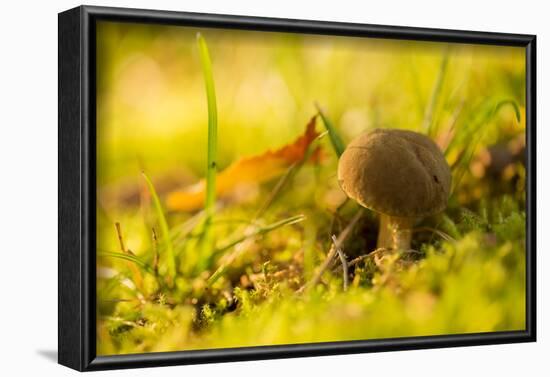 Close up of mushroom middle of moss and grass-Paivi Vikstrom-Framed Photographic Print