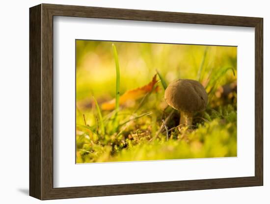 Close up of mushroom middle of moss and grass-Paivi Vikstrom-Framed Photographic Print