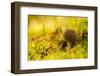 Close up of mushroom middle of moss and grass-Paivi Vikstrom-Framed Photographic Print