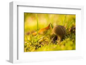 Close up of mushroom middle of moss and grass-Paivi Vikstrom-Framed Photographic Print