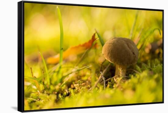 Close up of mushroom middle of moss and grass-Paivi Vikstrom-Framed Stretched Canvas