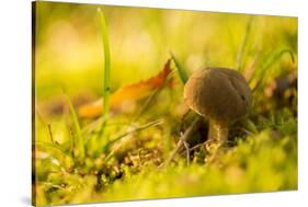 Close up of mushroom middle of moss and grass-Paivi Vikstrom-Stretched Canvas