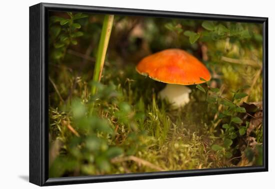 Close up of mushroom middle of moss-Paivi Vikstrom-Framed Photographic Print