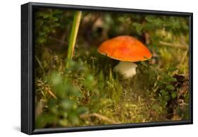 Close up of mushroom middle of moss-Paivi Vikstrom-Framed Photographic Print