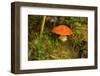 Close up of mushroom middle of moss-Paivi Vikstrom-Framed Photographic Print