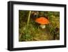 Close up of mushroom middle of moss-Paivi Vikstrom-Framed Photographic Print