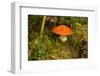 Close up of mushroom middle of moss-Paivi Vikstrom-Framed Photographic Print