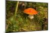 Close up of mushroom middle of moss-Paivi Vikstrom-Mounted Photographic Print