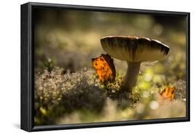 Close up of mushroom with bokeh-Paivi Vikstrom-Framed Photographic Print