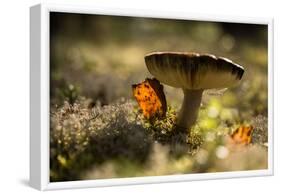 Close up of mushroom with bokeh-Paivi Vikstrom-Framed Photographic Print