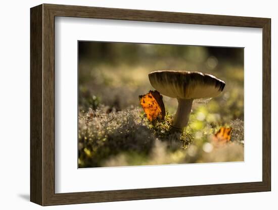 Close up of mushroom with bokeh-Paivi Vikstrom-Framed Photographic Print