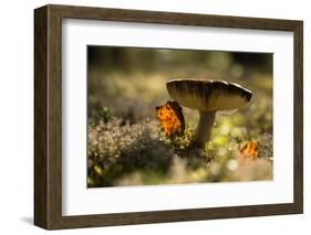 Close up of mushroom with bokeh-Paivi Vikstrom-Framed Photographic Print