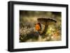 Close up of mushroom with bokeh-Paivi Vikstrom-Framed Photographic Print