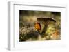 Close up of mushroom with bokeh-Paivi Vikstrom-Framed Photographic Print