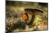 Close up of mushroom with bokeh-Paivi Vikstrom-Mounted Photographic Print