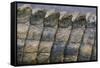 Close-Up of Nile Crocodile Scales-null-Framed Stretched Canvas