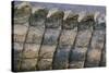 Close-Up of Nile Crocodile Scales-null-Stretched Canvas