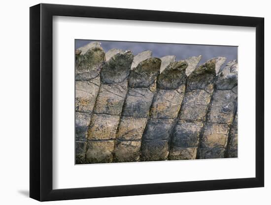 Close-Up of Nile Crocodile Scales-null-Framed Photographic Print
