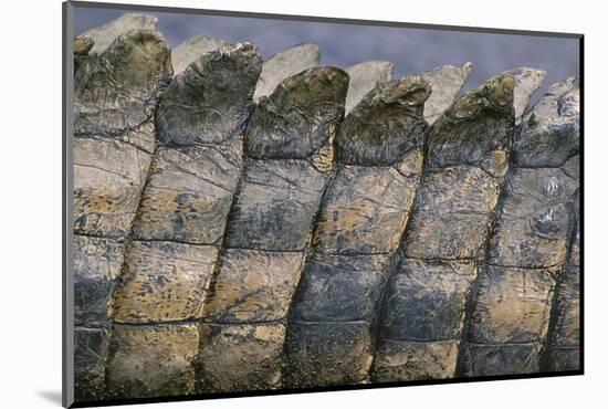 Close-Up of Nile Crocodile Scales-null-Mounted Photographic Print