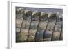 Close-Up of Nile Crocodile Scales-null-Framed Photographic Print