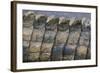 Close-Up of Nile Crocodile Scales-null-Framed Photographic Print