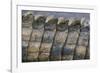 Close-Up of Nile Crocodile Scales-null-Framed Photographic Print