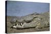 Close-Up of Nile Crocodile-null-Stretched Canvas