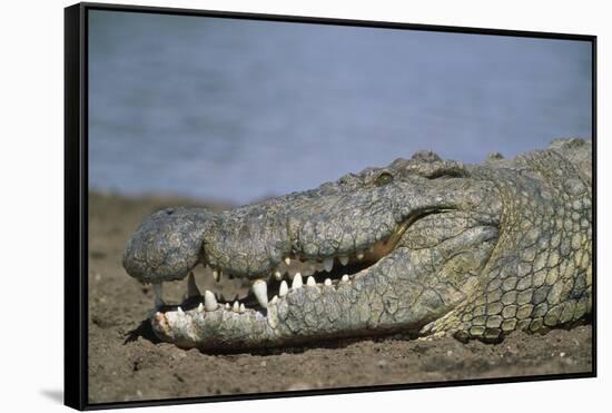 Close-Up of Nile Crocodile-null-Framed Stretched Canvas