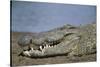 Close-Up of Nile Crocodile-null-Stretched Canvas