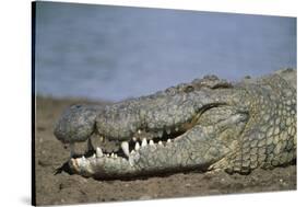 Close-Up of Nile Crocodile-null-Stretched Canvas