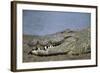 Close-Up of Nile Crocodile-null-Framed Photographic Print