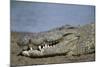 Close-Up of Nile Crocodile-null-Mounted Photographic Print