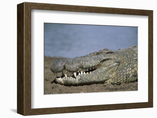 Close-Up of Nile Crocodile-null-Framed Photographic Print