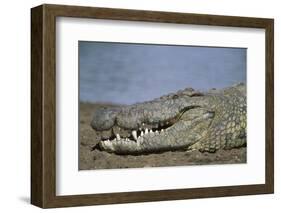 Close-Up of Nile Crocodile-null-Framed Photographic Print