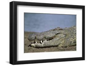 Close-Up of Nile Crocodile-null-Framed Photographic Print