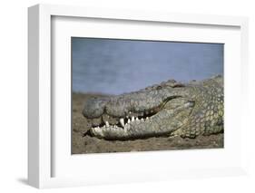 Close-Up of Nile Crocodile-null-Framed Photographic Print