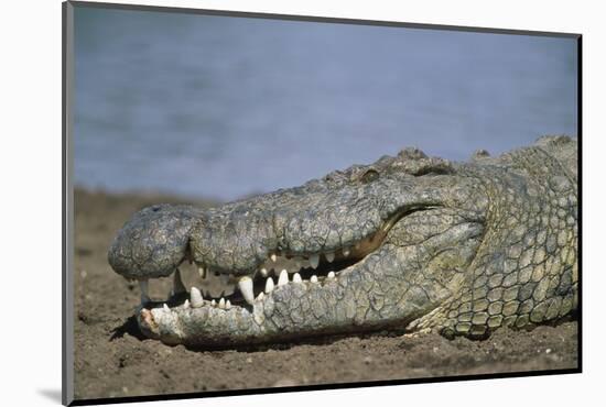 Close-Up of Nile Crocodile-null-Mounted Photographic Print