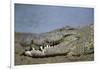 Close-Up of Nile Crocodile-null-Framed Photographic Print