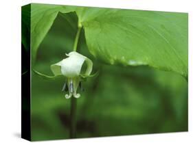 Close-up of Nodding Trillium Flower Beneath Leaf in Springtime, Michigan, USA-Mark Carlson-Stretched Canvas