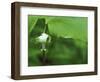 Close-up of Nodding Trillium Flower Beneath Leaf in Springtime, Michigan, USA-Mark Carlson-Framed Photographic Print