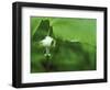 Close-up of Nodding Trillium Flower Beneath Leaf in Springtime, Michigan, USA-Mark Carlson-Framed Photographic Print