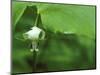 Close-up of Nodding Trillium Flower Beneath Leaf in Springtime, Michigan, USA-Mark Carlson-Mounted Photographic Print