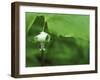 Close-up of Nodding Trillium Flower Beneath Leaf in Springtime, Michigan, USA-Mark Carlson-Framed Photographic Print