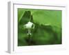 Close-up of Nodding Trillium Flower Beneath Leaf in Springtime, Michigan, USA-Mark Carlson-Framed Photographic Print