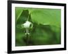 Close-up of Nodding Trillium Flower Beneath Leaf in Springtime, Michigan, USA-Mark Carlson-Framed Photographic Print