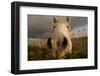 Close Up Of Nostrils Of White Horse Of The Camargue On Wetlands, Camargue, France, January 2009-Jean E. Roche-Framed Photographic Print